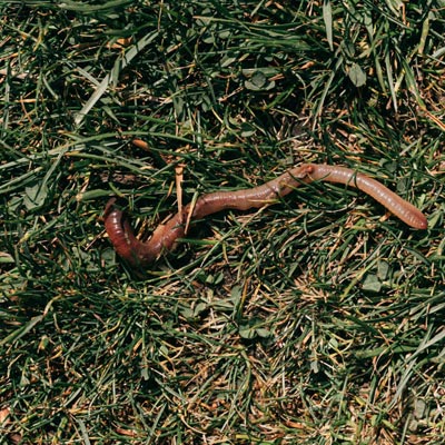 Chafer Grub Control Program Chafer Grub Control Program